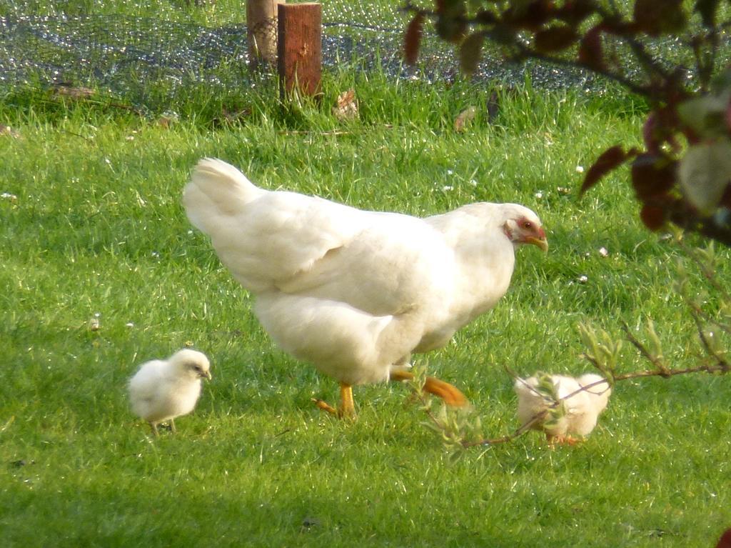 Mollett'S Farm Leilighet Saxmundham Eksteriør bilde